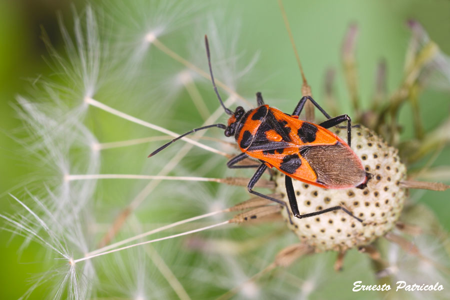 Rhopalidae: Corizus hyoscyami del Trentino